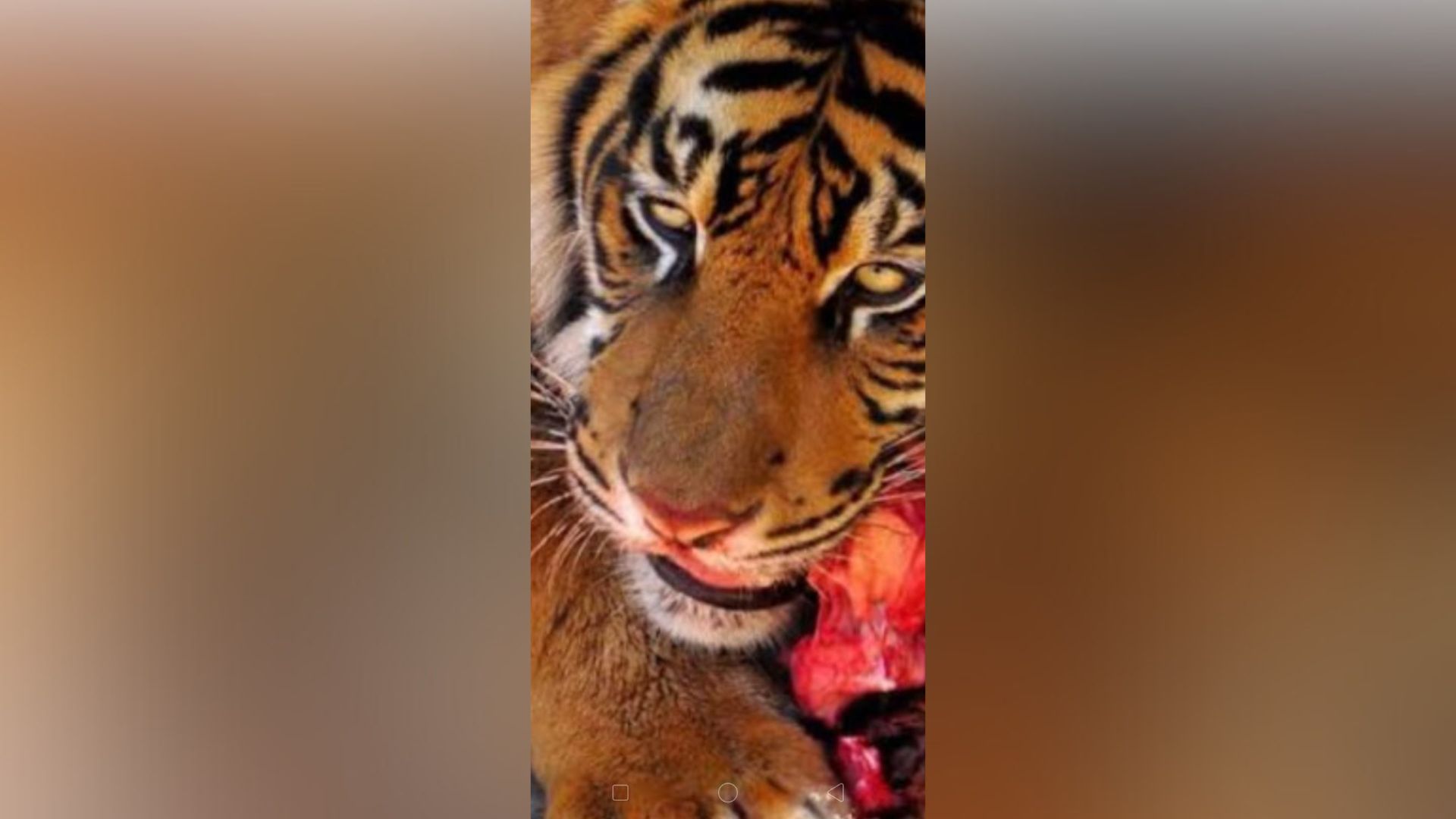 Serangan Harimau Kembali Terjadi di Lampung Barat, Satu Warga Tewas